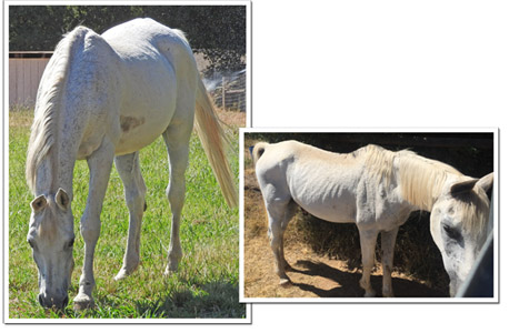 White horse, before and after